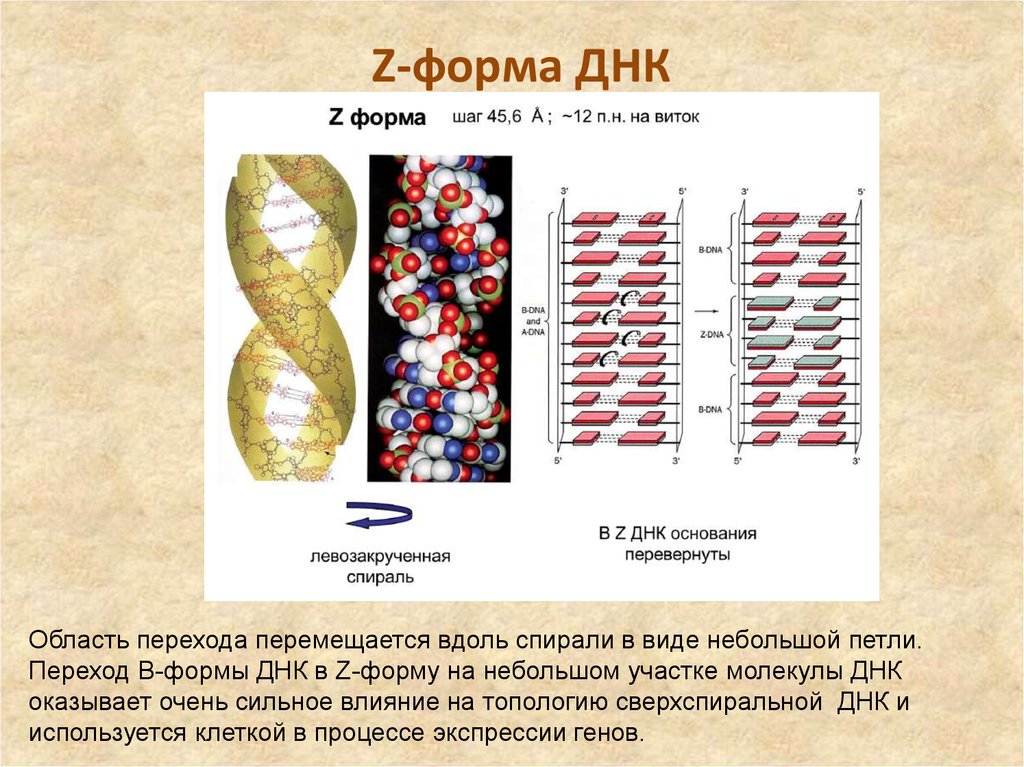 Форма днк. Конформационные формы ДНК A, В, И Z.. Формы спирали ДНК Z. Форма молекулы ДНК. Z структура ДНК.