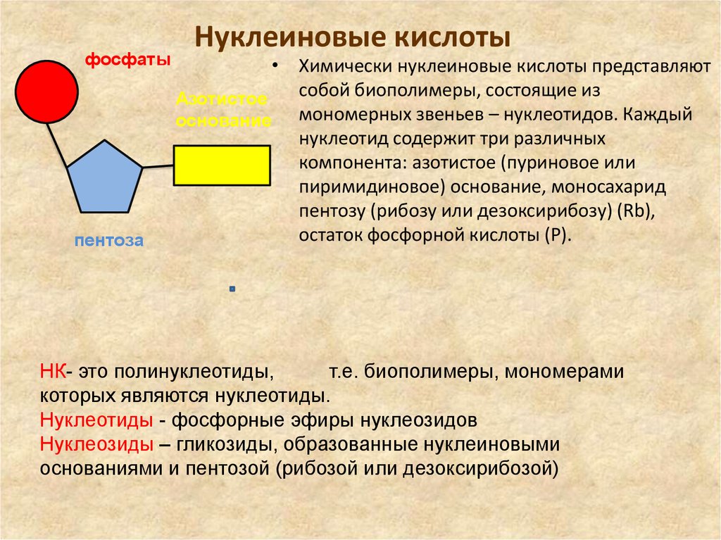 Нуклеотидов кислоты. Нуклеиновые кислоты. Нуклеотиды и нуклеиновые кислоты. Анализ нуклеиновых кислот. Назовите нуклеиновые кислоты.