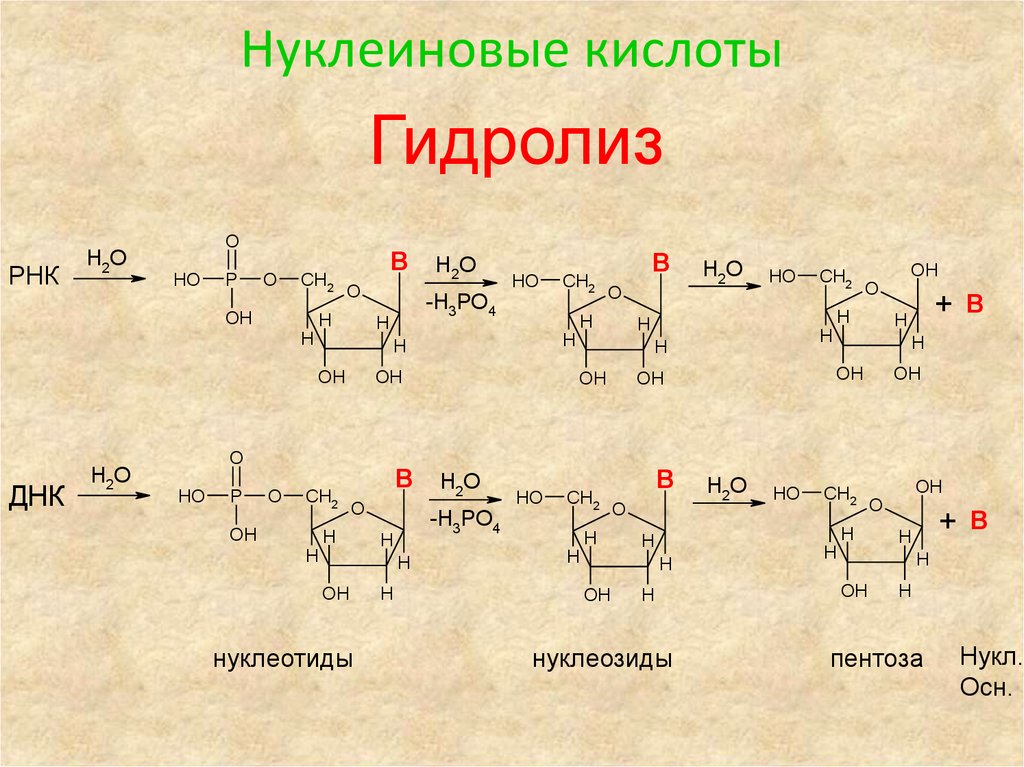 Нуклеиновые кислоты образуются. Гидролиз нуклеиновых кислот в кислой и щелочной среде. Схема гидролиза нуклеиновых кислот. Щелочной гидролиз нуклеиновых кислот. Гидролиз РНК В кислой и щелочной среде.