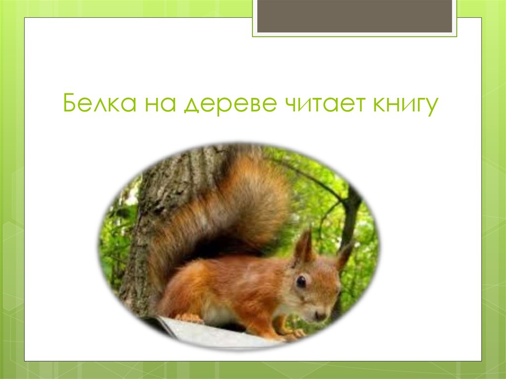 Белка на дереве читает книгу