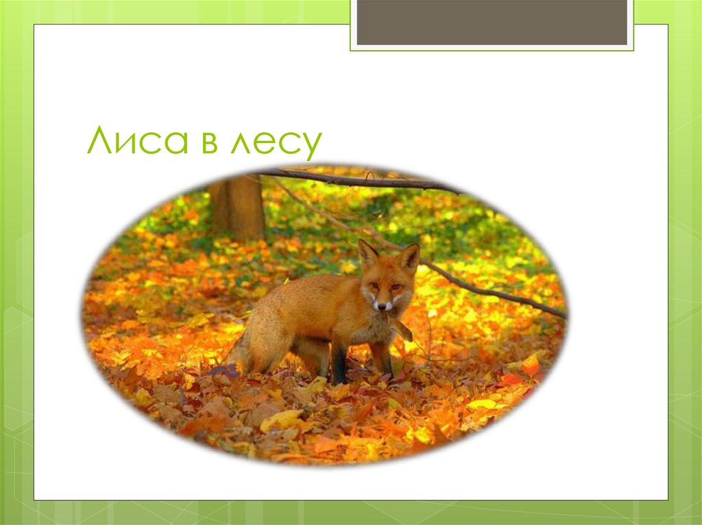 Лиса в лесу