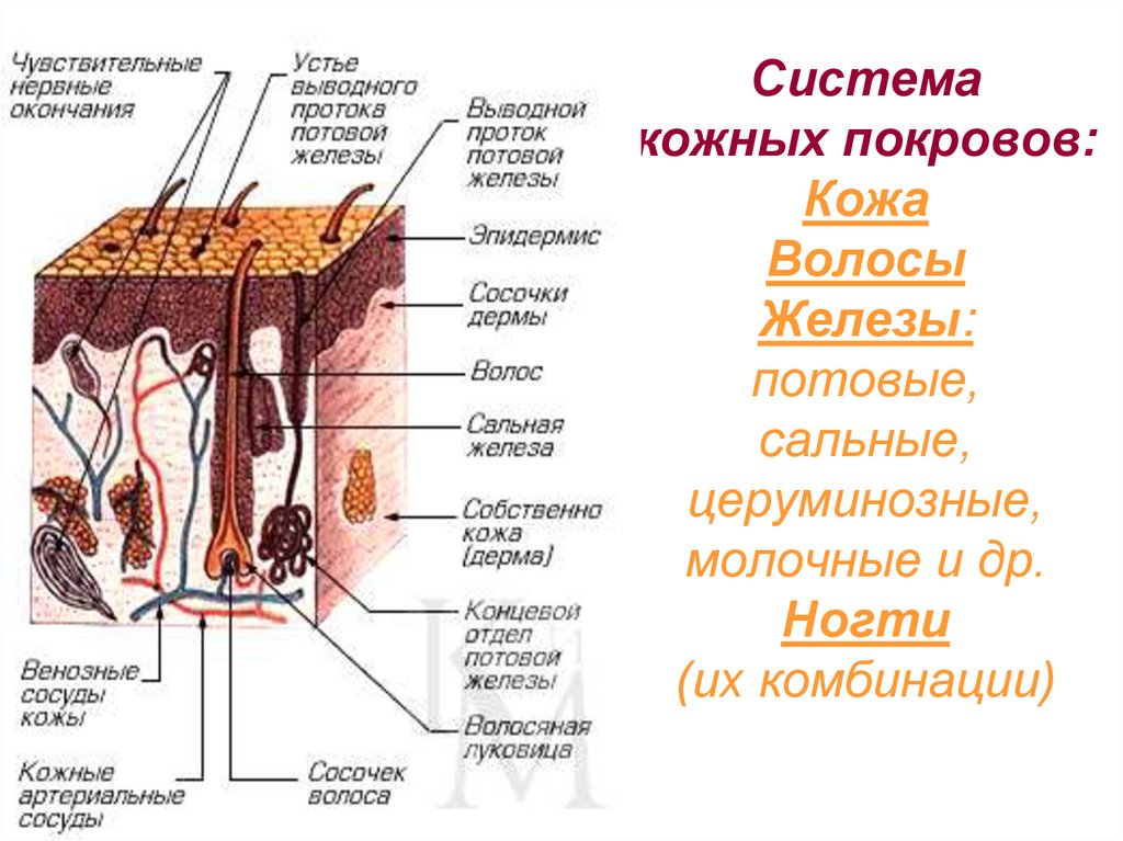 Рассмотрите рисунок напишите названия частей кожного покрова млекопитающих