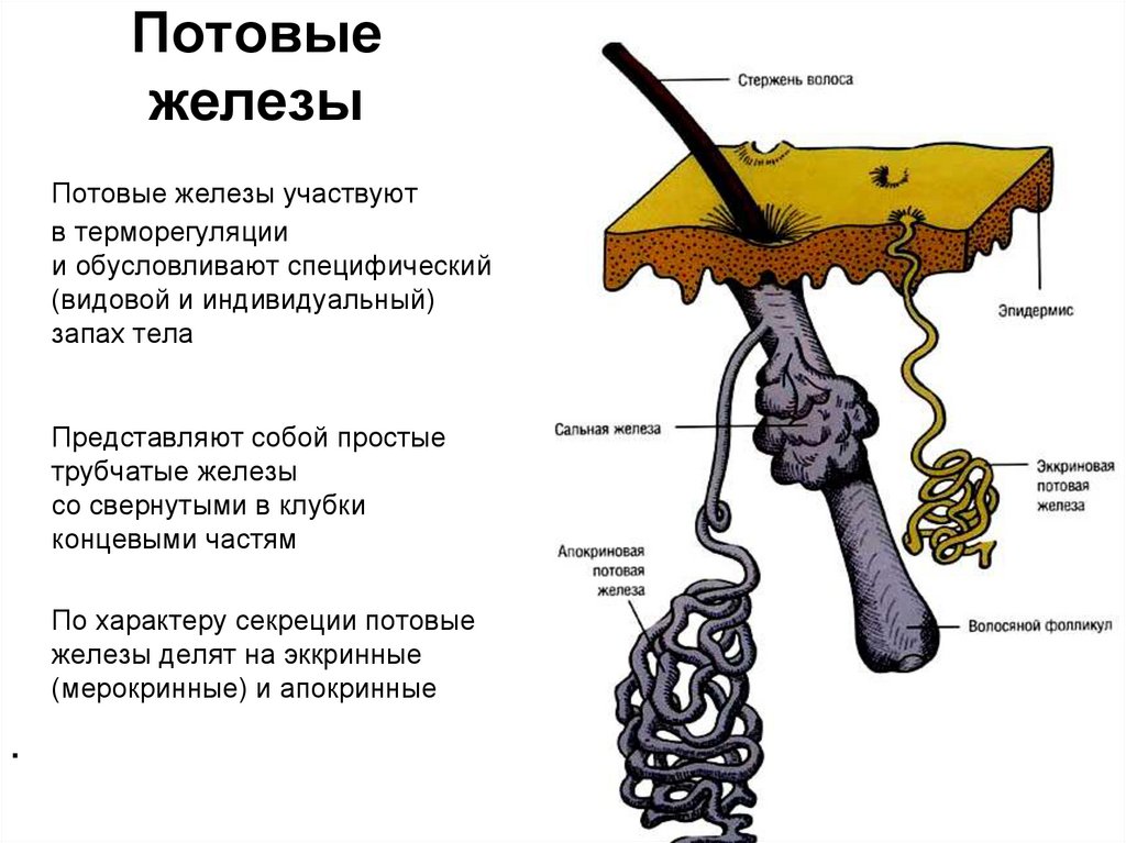 Потовые железы рисунок