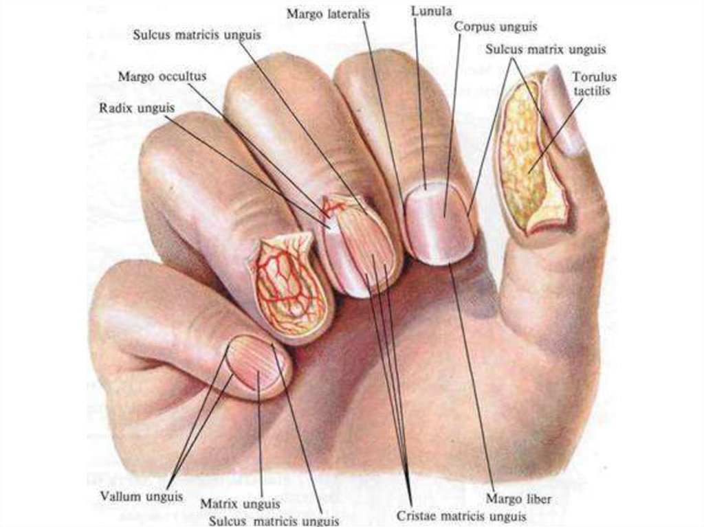 Корни ногтей находятся. Строение ногтя анатомия и физиология. Строение ногтя. Строение ногтя человека. Строение пальца и ногтя.