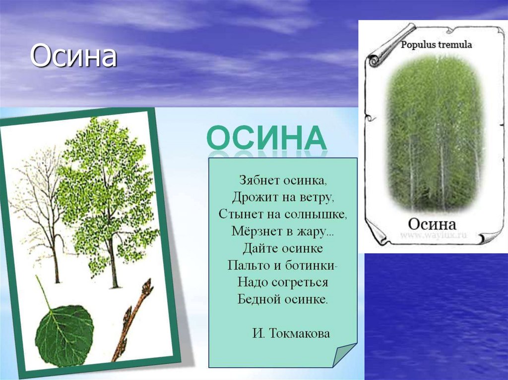 Свойства осины. Строение осины. Загадка про осину. Осина Размеры. Осина высота дерева.