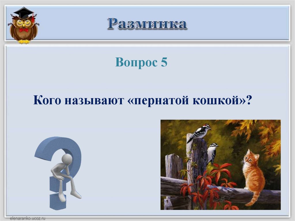 Викторина все обо всем 3 класс презентация