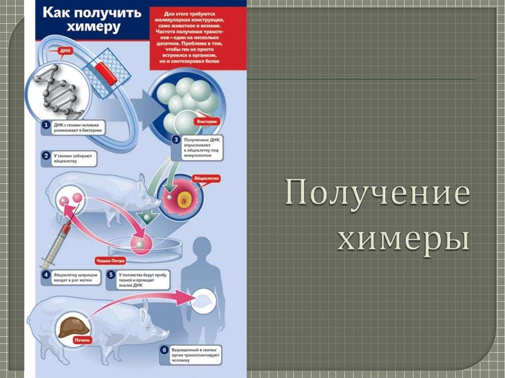 Наследование дифференцированного состояния клеток химерные и трансгенные организмы презентация