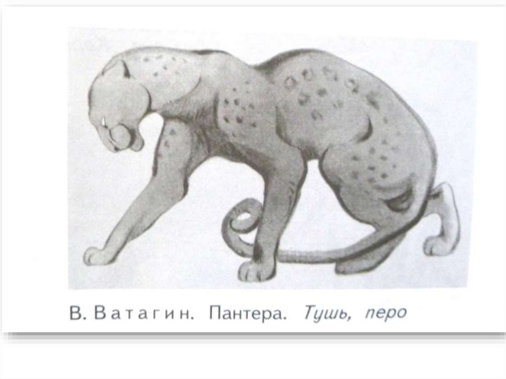 Изображение характера животного изо 2 класс презентация. Ватагин пантера. Ватагин Маугли. Ватагин иллюстрация Киплинг.