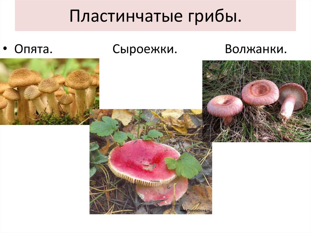 Какие съедобные грибы относятся к группе пластинчатых. Опятапластинчаты грибы. Ложные опята пластинчатые или трубчатые. Опята пластинчатый или трубчатый. Опята трубчатые или пластинчатые грибы.