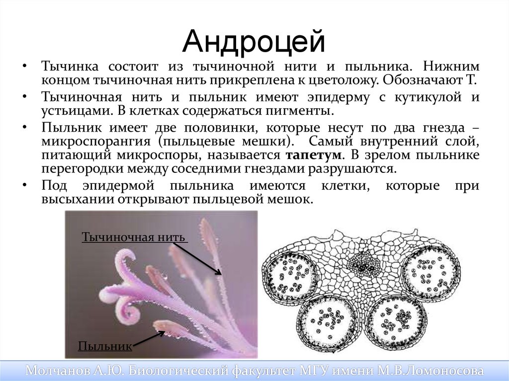 Андроцея это. Типы андроцея цветка. Двубратственный андроцей. Андроцей строение пыльника. Строение андроцея.