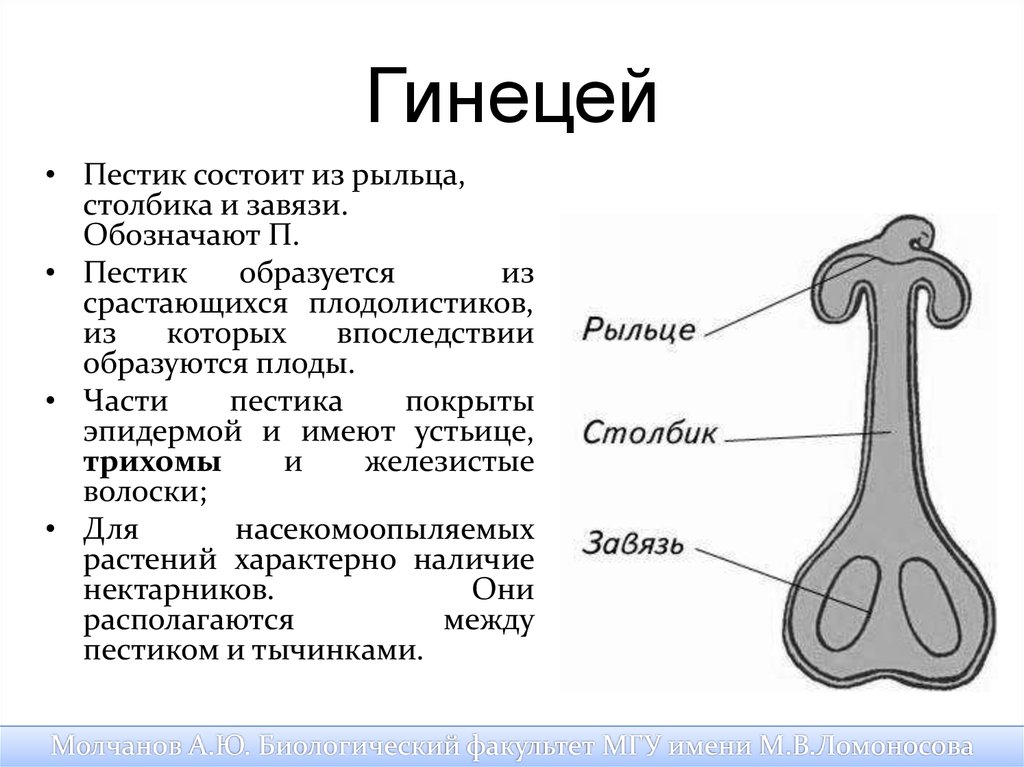 Какой признак показанный на схеме расположения плодолистиков позволяет определить принадлежность