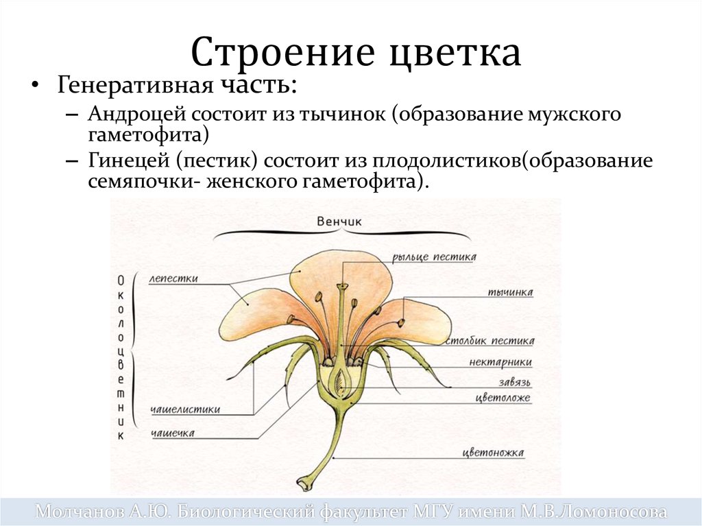 Гинецей вконтакте. Строение пестика цветка. Схема строения цветка. Строение цветка пестик и тычинка. Женские органы цветка.