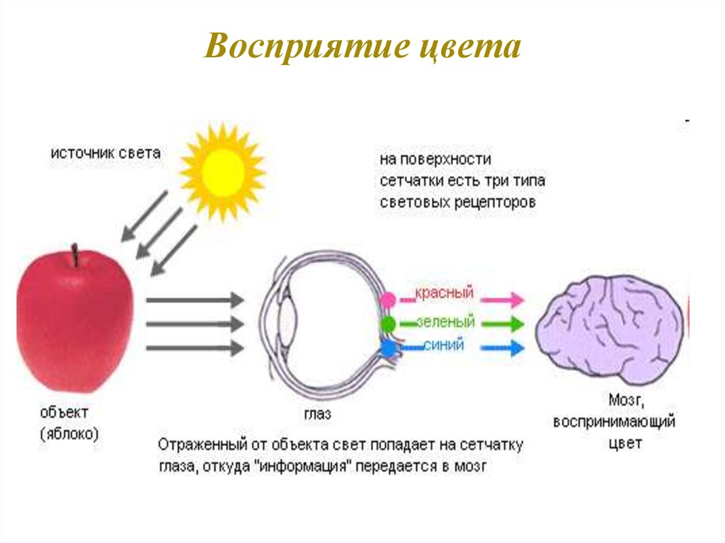 Как воспринимается изображение глазом