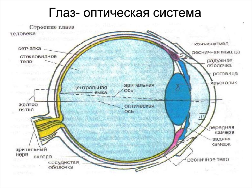 Роговица зрительная зона коры мозга стекловидное тело. Оптическая система зрительного анализатора. Зрительный анализатор строение глаза оптическая система. Анатомия оптической системы глаза. Строение зрительного анализатора.