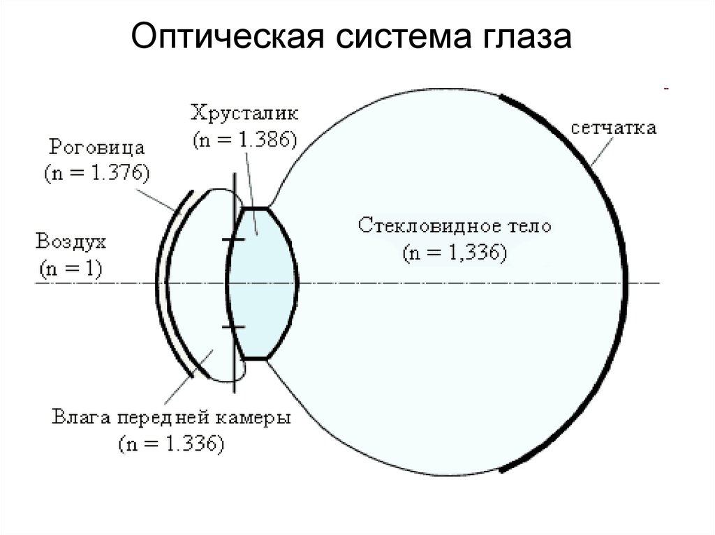 Оптические системы глаза и их нарушения проект по биологии 8 класс