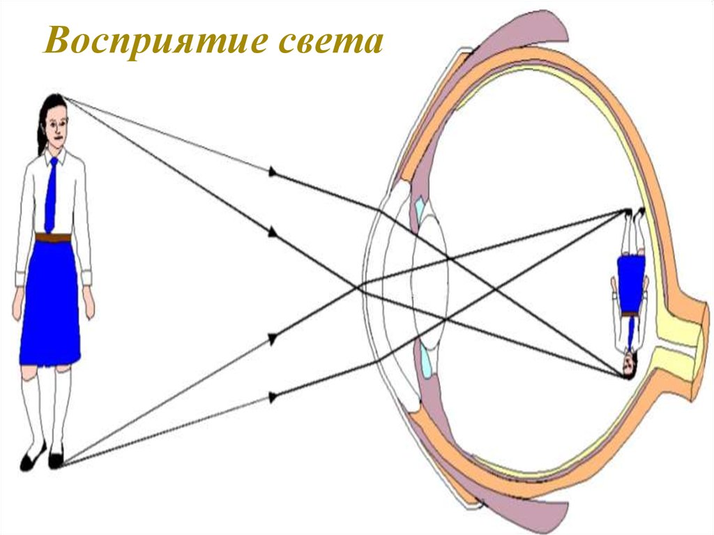 Система око