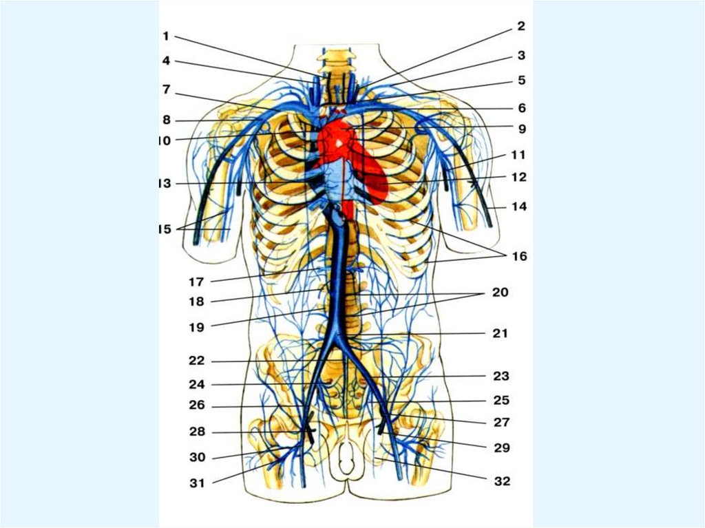 Презентация венозная система человека