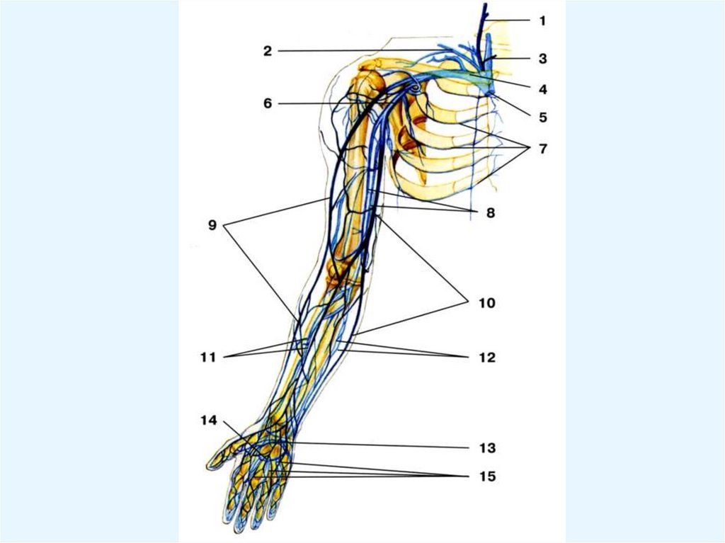Периферическая вена где. Верхняя конечность Вена анатомия. Вены верхней конечности схема.
