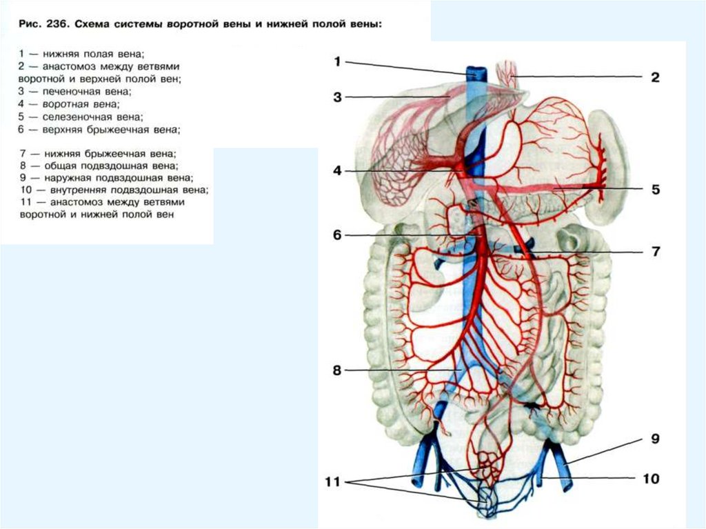 Нижняя полая вена в какой полости. Система воротной вены анатомия. Воротная Вена и нижняя полая Вена. Кровоснабжение печени анатомия воротная Вена.
