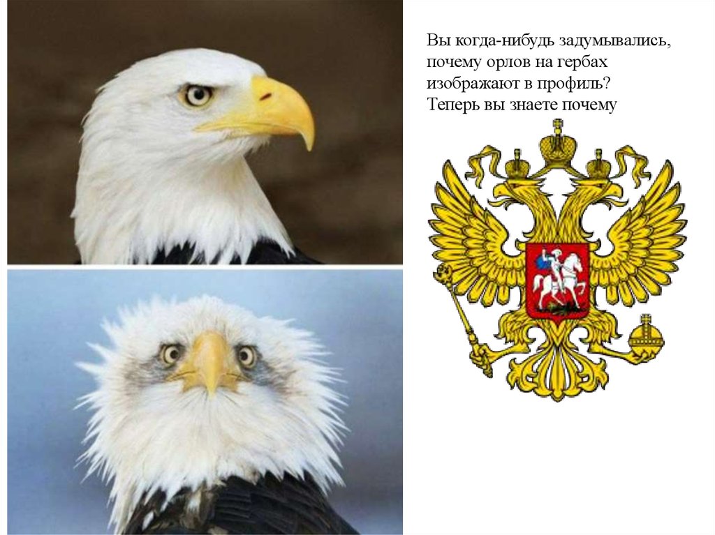Почему 2 орла. Герб орла. Американский Орел в ФАС И профиль. Почему Орел на гербе. Почему орла изображают в профиль.