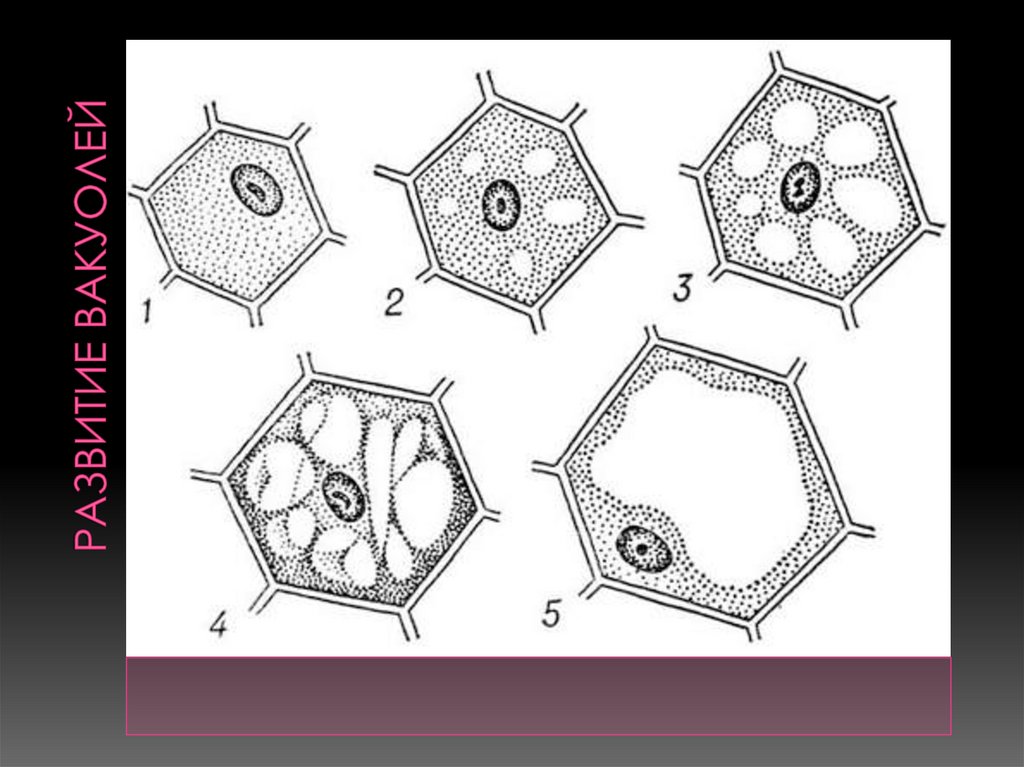 На рисунке изображена растительная клетка в разные периоды жизни