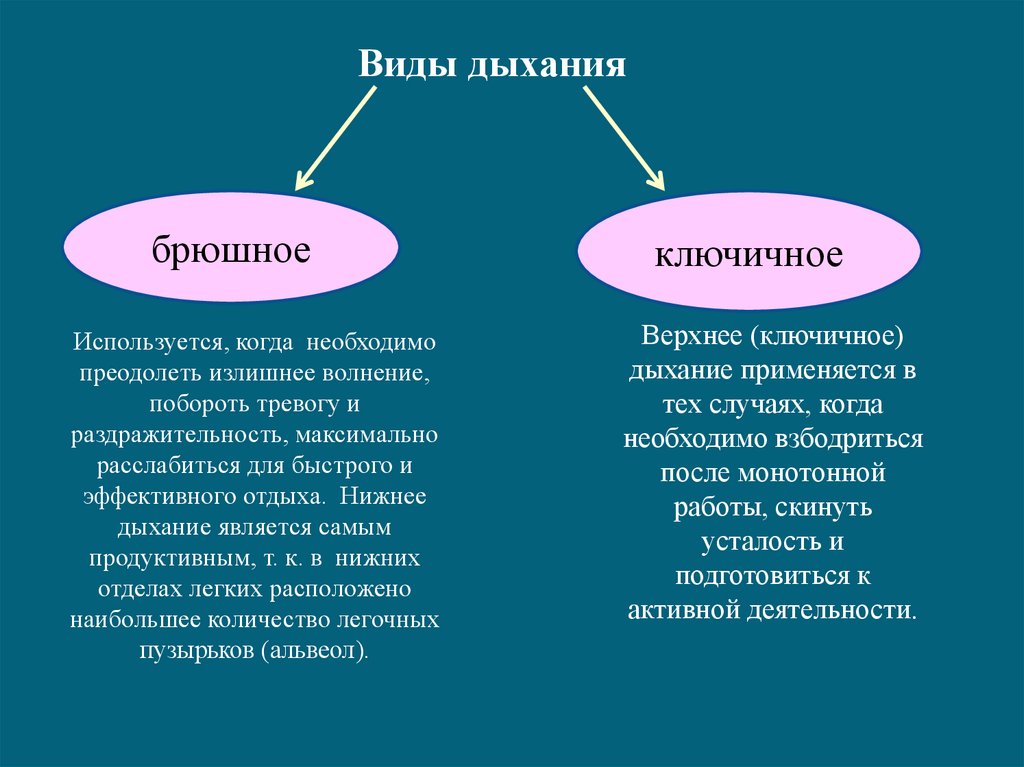 Типы дыхания картинка