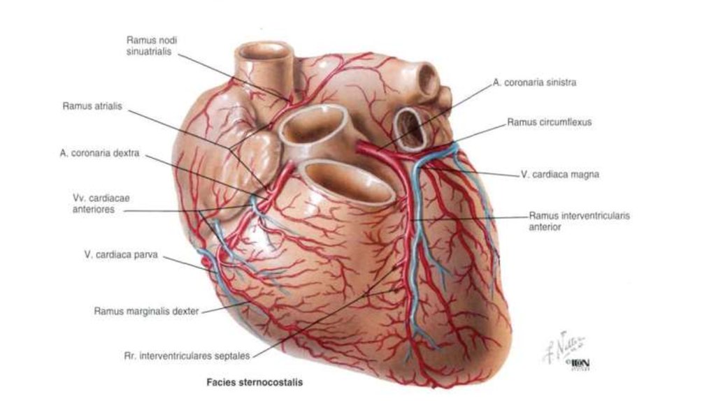 Артерии сердца анатомия схема