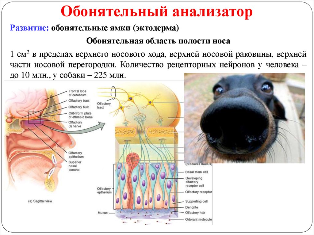 Обонятельная область носа. Строение и функции обонятельного анализатора собаки. Строение рецепторов обонятельного анализатора. Строение носа обонятельные рецепторы. Обонятельный анализатор животных строение.