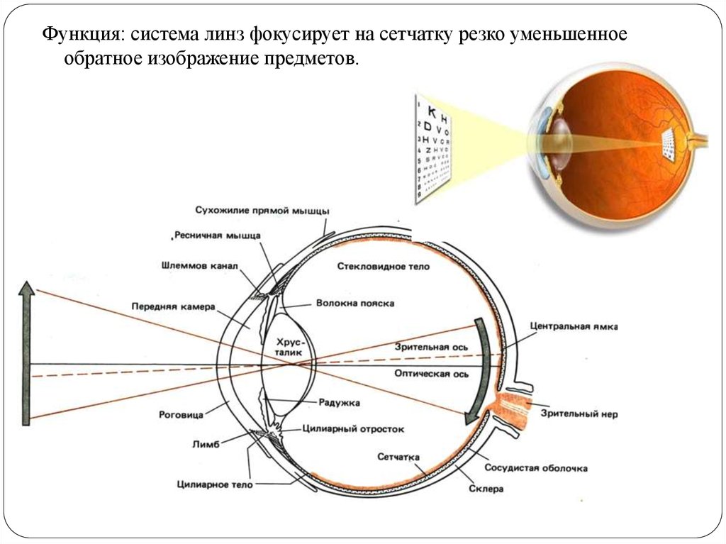 Каким получается изображение на сетчатке глаза. Фокусирует изображение на сетчатку. Изображение предмета на сетчатке. Система линз. Изображение на сетчатке.