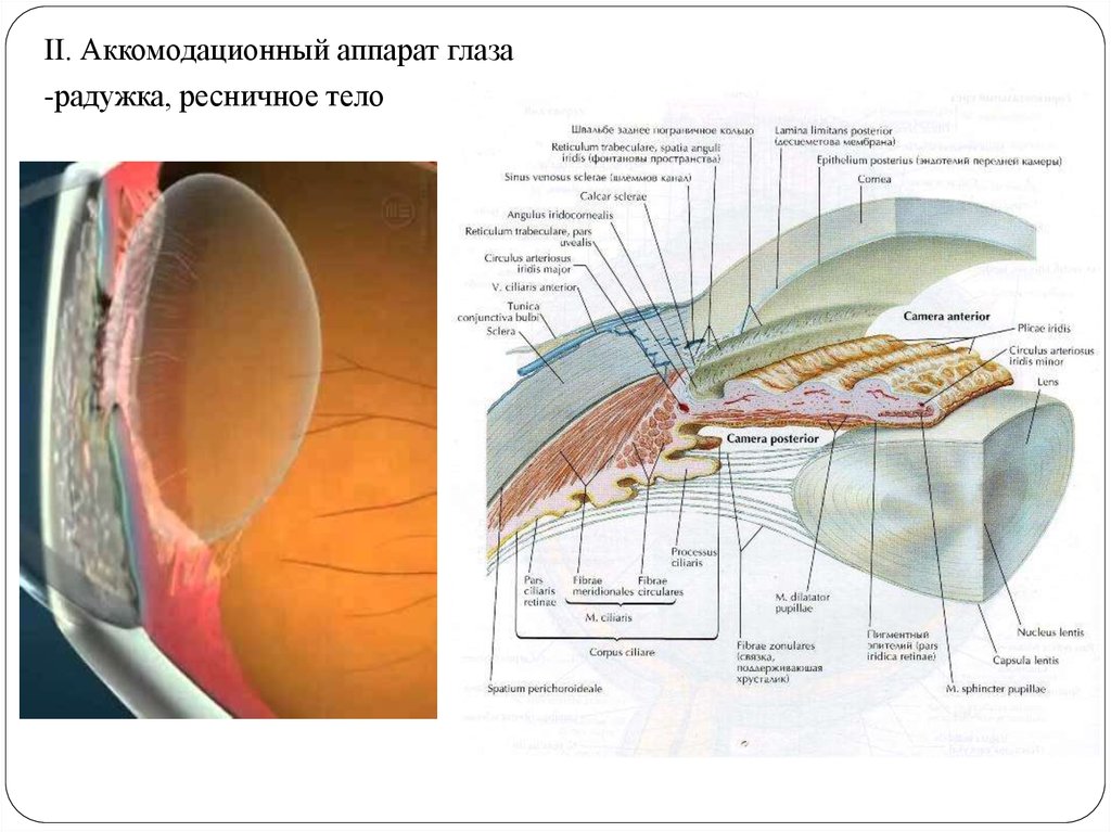 Ресничное тело. Строение аккомодационного аппарата глаза. Аккомодационную систему глаза образуют структуры. Строение аккомодационного аппарата глаза гистология. Аккомодационный аппарат глазного яблока.