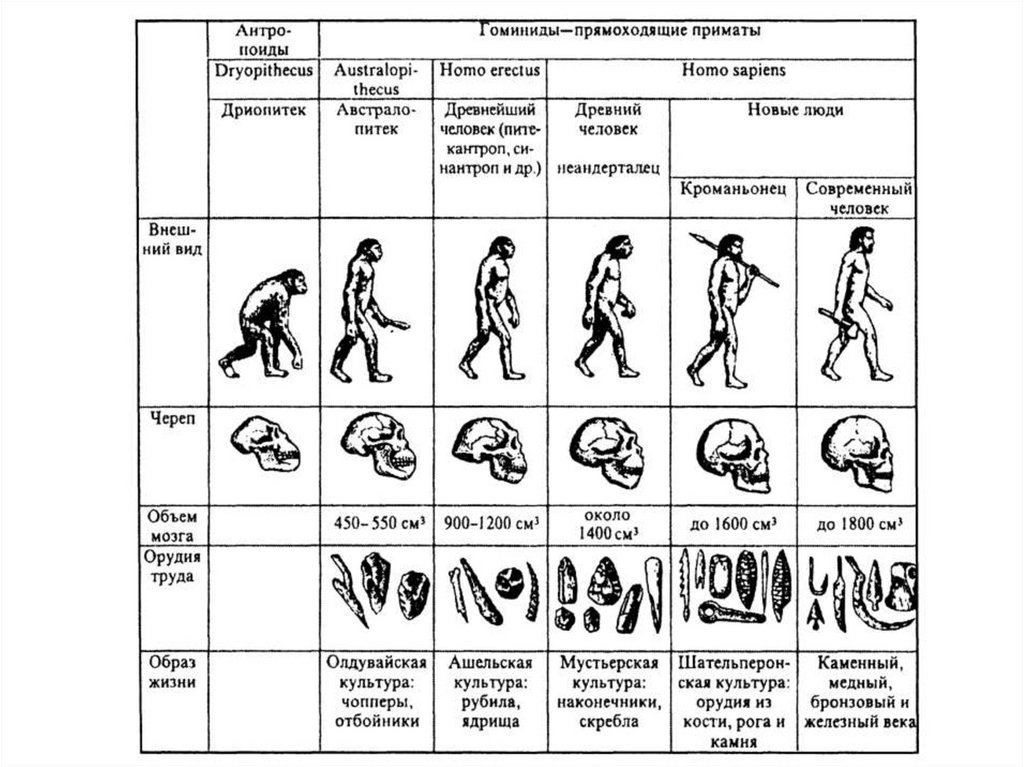 Название стадий человека. Эволюция человека Антропогенез 11 класс таблица. Эволюция человека таблица по биологии 11 класс. Эволюция человека таблица гоминид. Антропогенез Эволюция человека этапы эволюции.