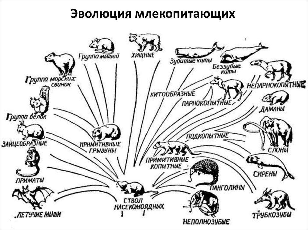 Происхождение животных основные этапы эволюции животного. Филогенетическое Древо млекопитающих. Филогения млекопитающих схема. Эволюционное Древо млекопитающих.