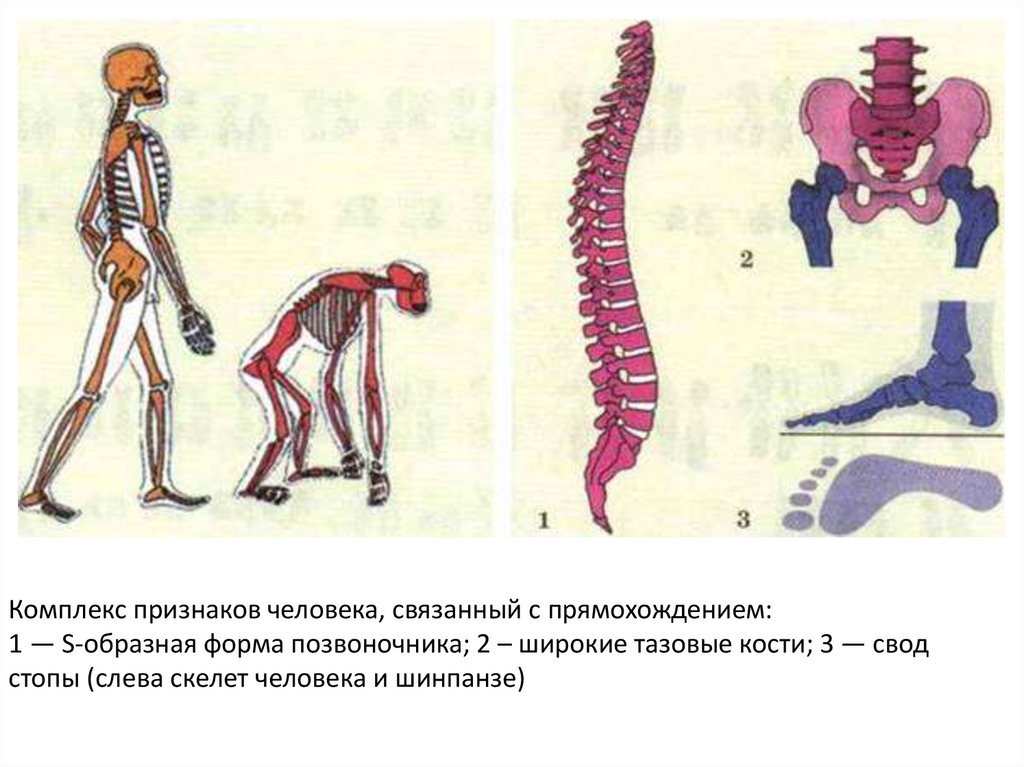 Признаки строения конечностей человека связанные с прямохождением. Позвоночник человека прямохождение у человека. Позвоночник человека и обезьяны. Приспособления к прямохождению у человека. Приспособления скелета человека к прямохождению.