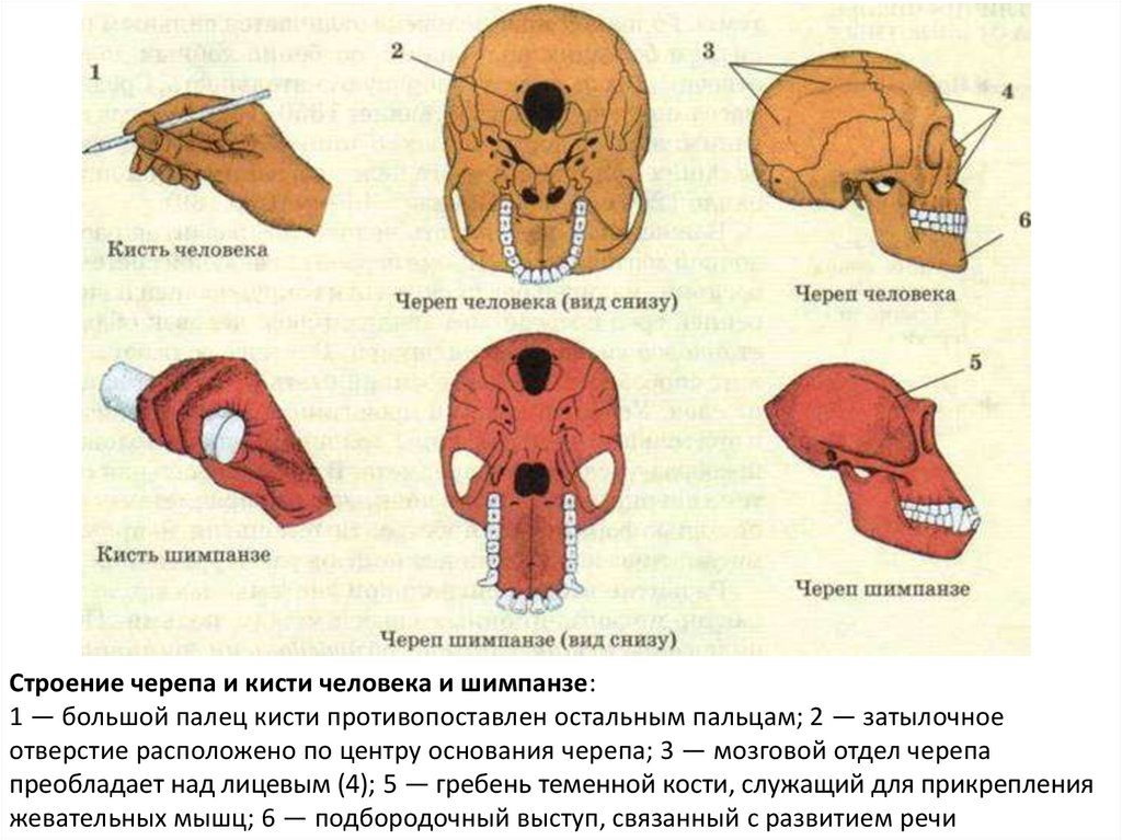 Череп человека отличается. Строение черепа человека и человекообразной обезьяны. Череп шимпанзе и человека. Затылочное отверстие шимпанзе и человека. Череп человека и человекообразных обезьян.