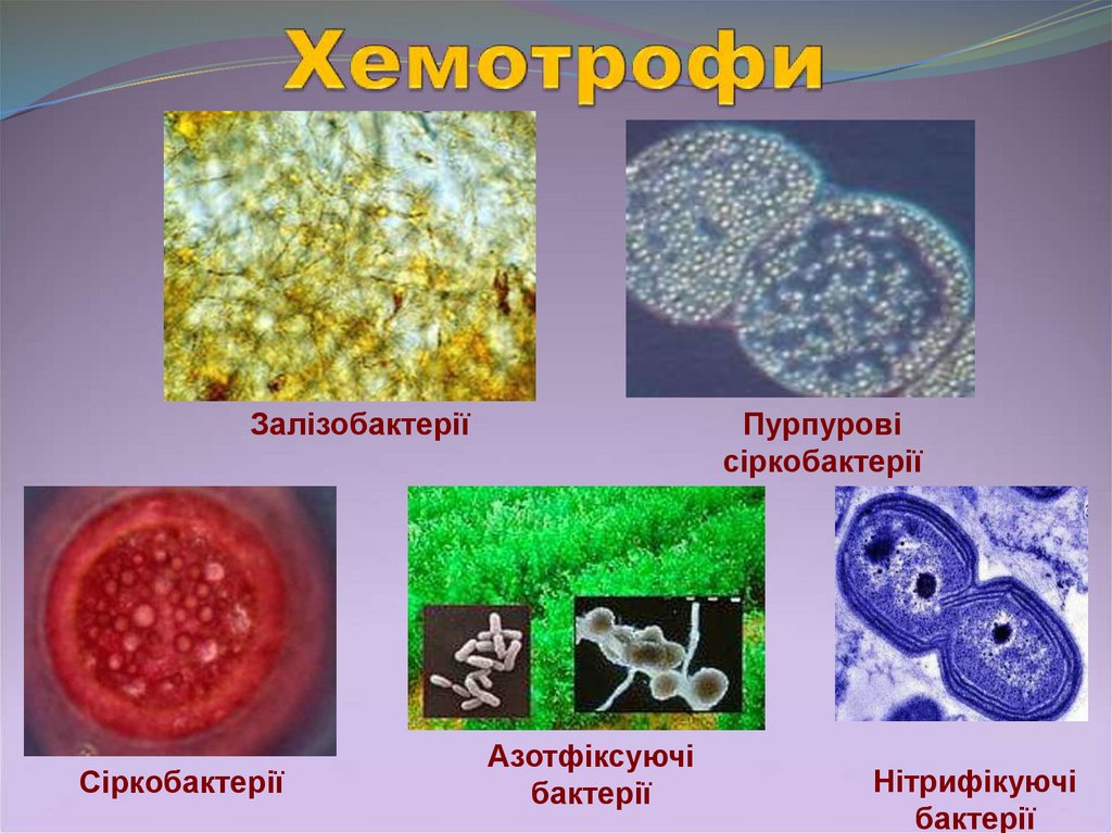 Фото и хемотрофы примеры