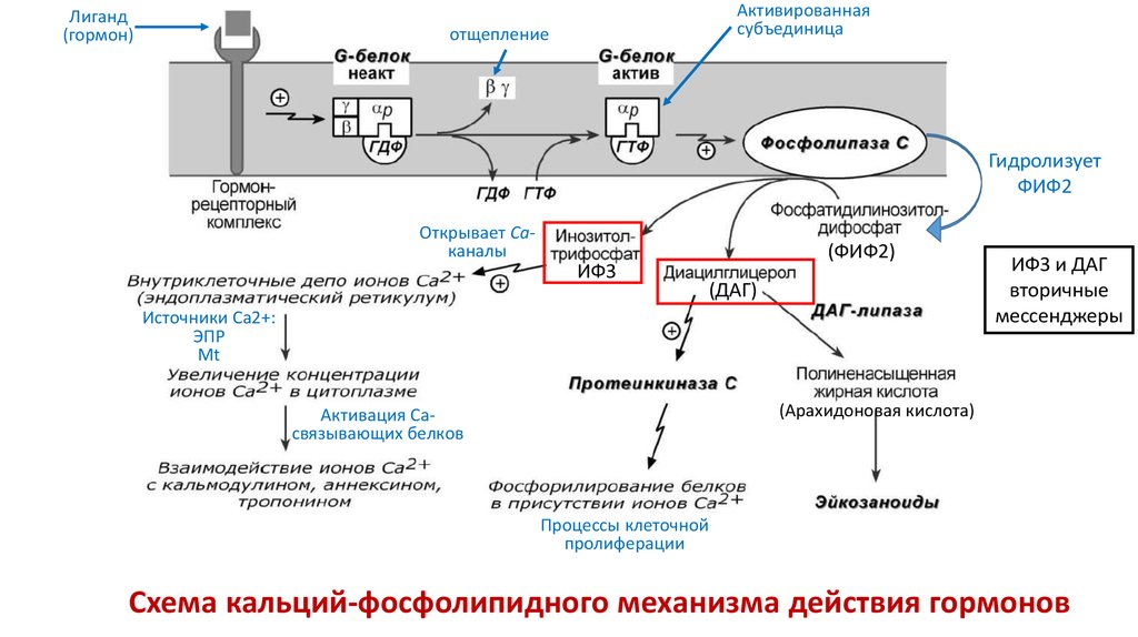 Кальций биохимия презентация