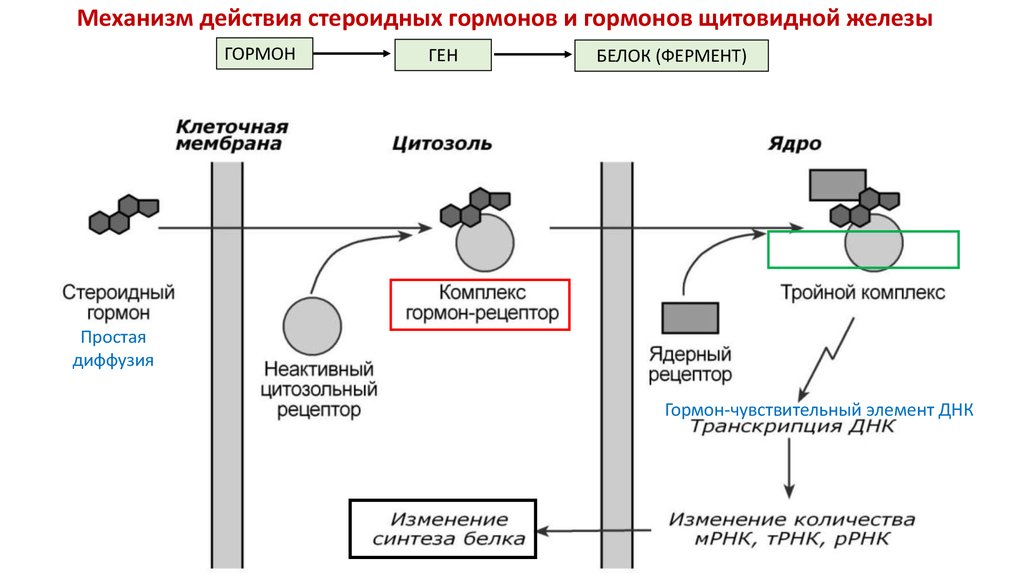 Механизм действия гормонов. Механизм действия стероидных гормонов схема. Схема действия на клетки мишени стероидных гормонов. Схема молекулярного механизма действия стероидных гормонов в клетке. Стероидные гормоны механизм действия на клетку мишень.