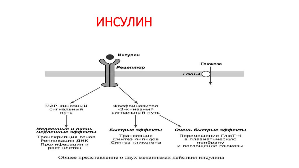 Органы мишени инсулина