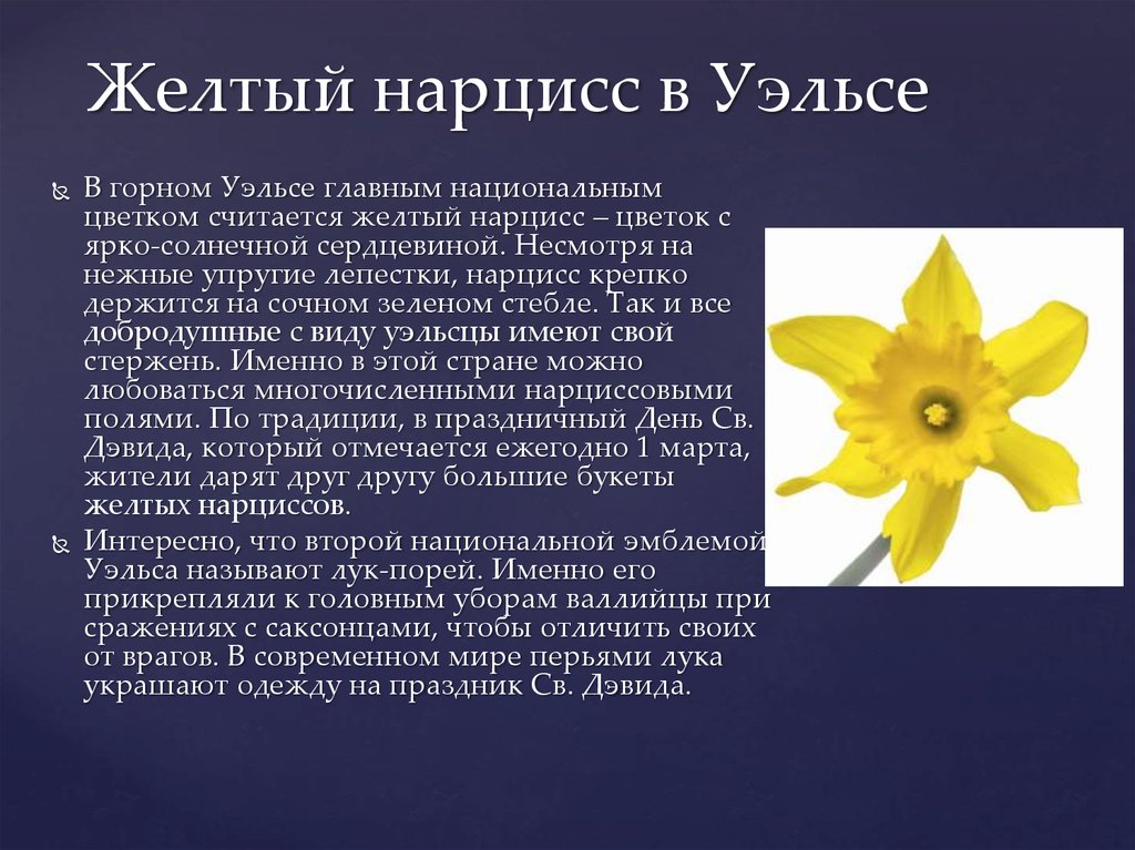 Почему любят нарциссов. Уэльс – Нарцисс (Daffodil). Желтый Нарцисс символ Уэльса. Символы Великобритании Нарцисс. Желтый Нарцисс Daffodil Уэльс.