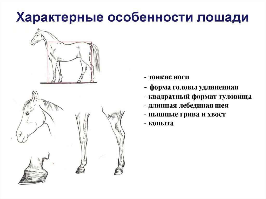 Какой тип питания характерен для лошади. Биологические особенности лошадей. Конь особенности. Строение тела лошади для детей. Отличительные особенности у лошадей.