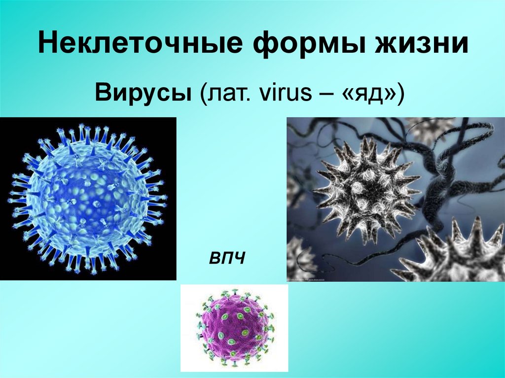 Неклеточные формы жизни вирусы бактерии