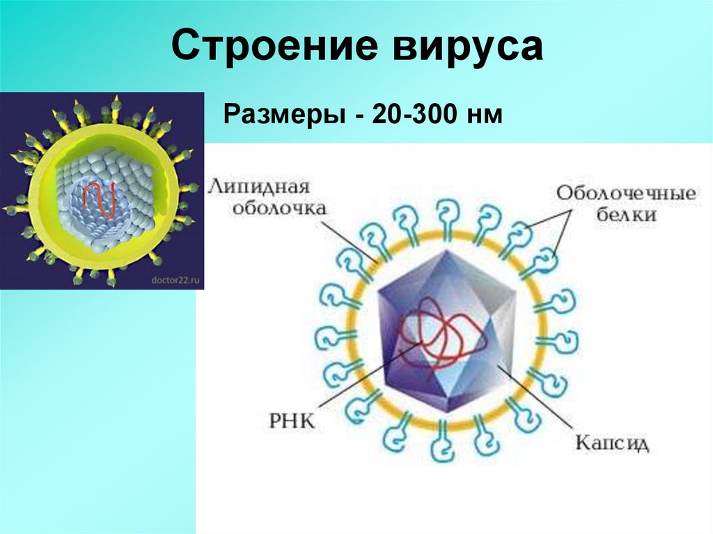 Вирусы форма строение. Сравнение строения вирусов. Схема строение Размеры вирусов. Строение вируса. Размеры вирусов.