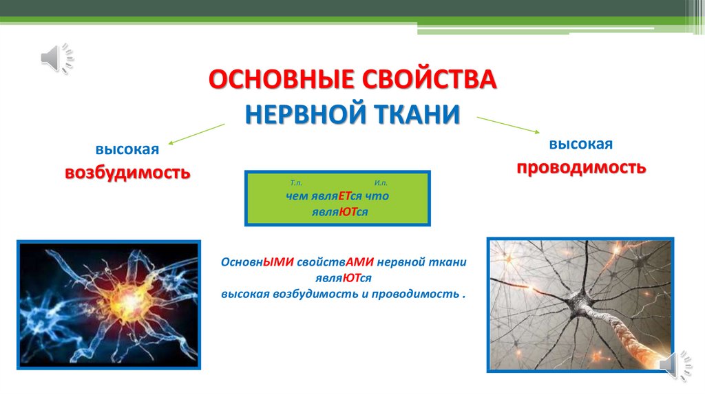 Основные функции нервной ткани в организме