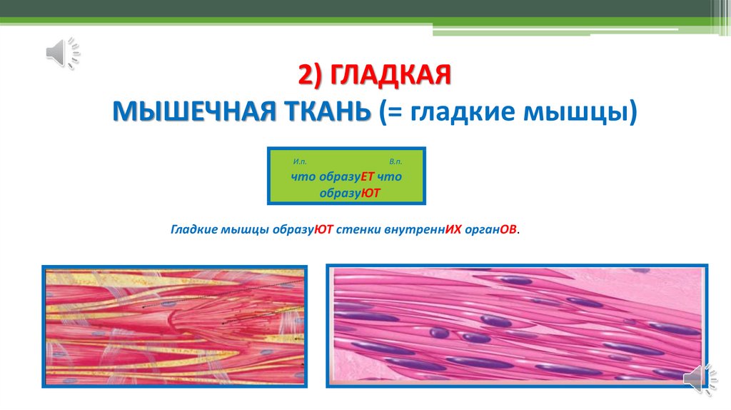 Внутренние ткани организма