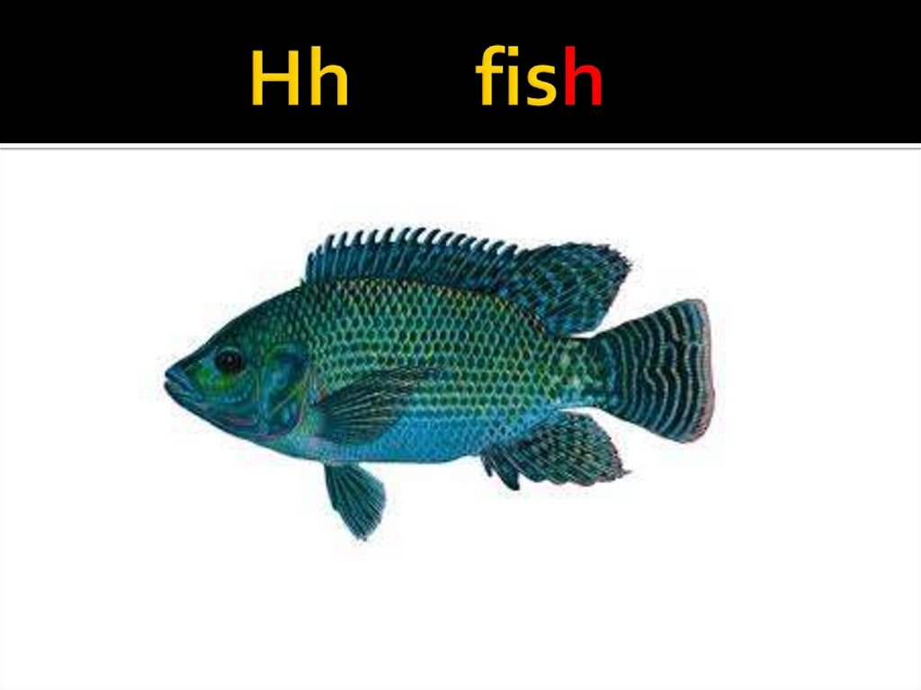 Hh fish