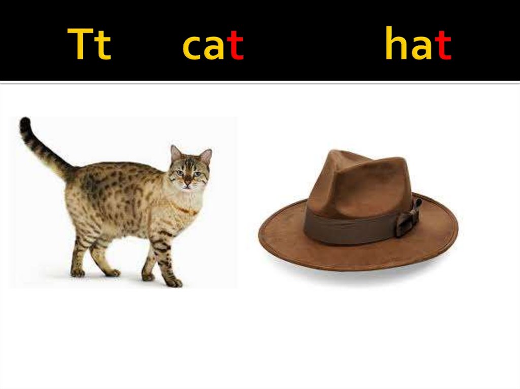 Tt cat hat