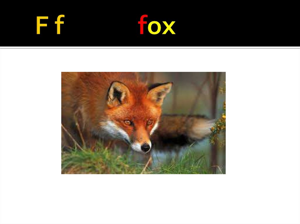 F f fox
