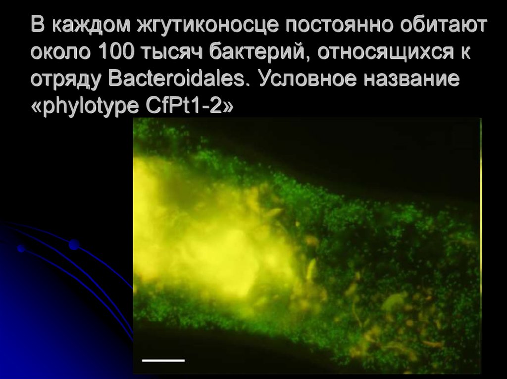 В каждом жгутиконосце постоянно обитают около 100 тысяч бактерий, относящихся к отряду Bacteroidales. Условное название