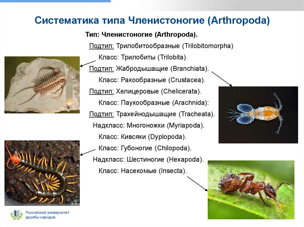 Классификация типа членистоногие. Тип Членистоногие насекомые. Трилобитообразные Членистоногие. Тип Членистоногие Arthropoda.