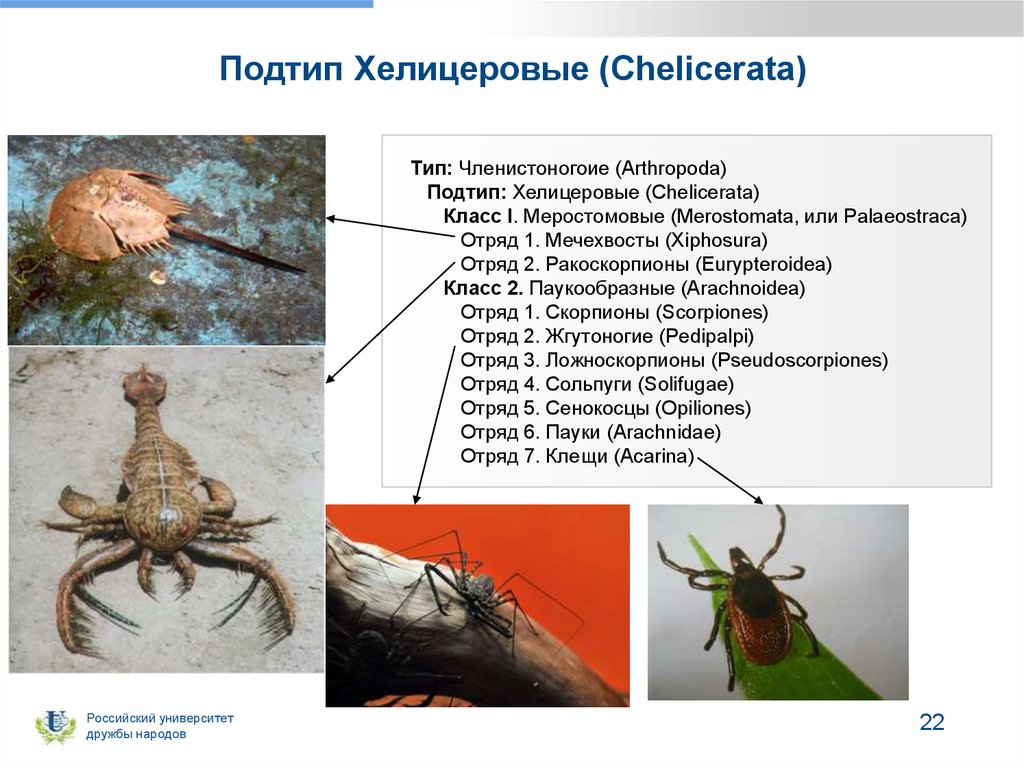 Классификация типа членистоногие. Тип Членистоногие класс хелицеровые. Хелицеровые классы отряды представители. Хелицеровые паукообразные. Классификация хелицеровых.